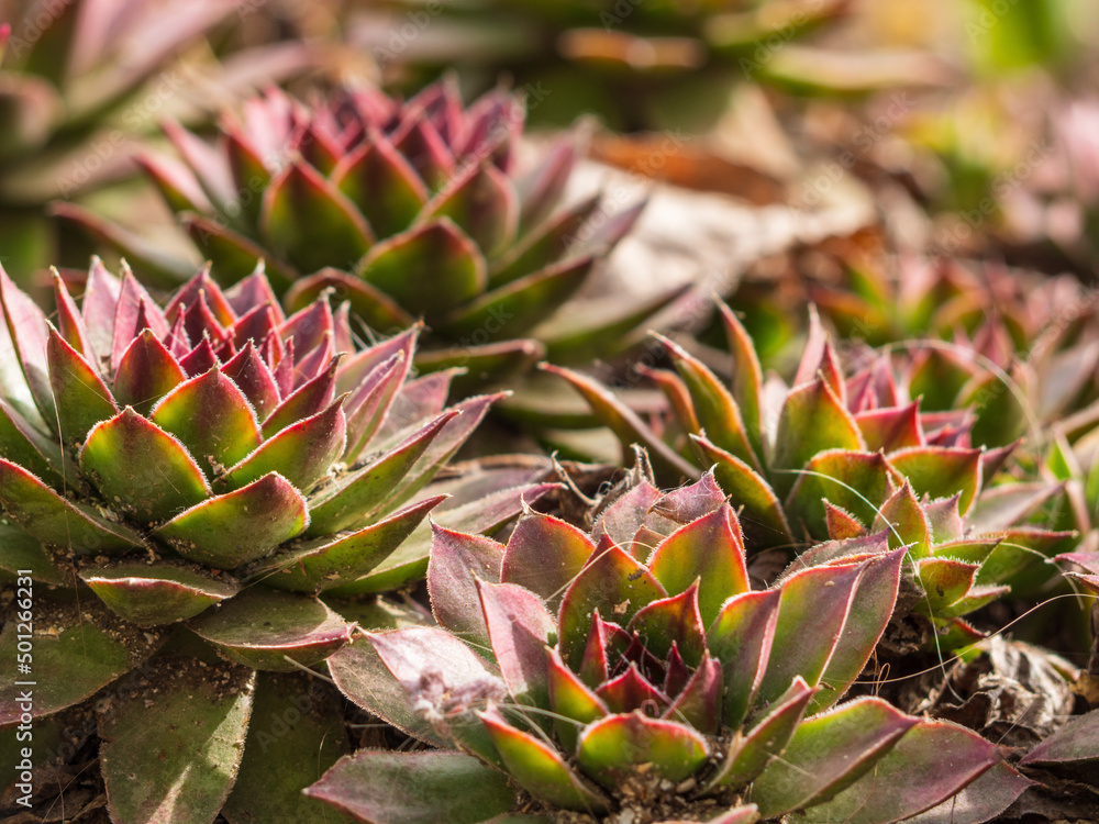 Decorative succulents flowers in a sunny garden-a natural natural floral background Decorative succulents flowers in a sunny garden-a natural natural floral background