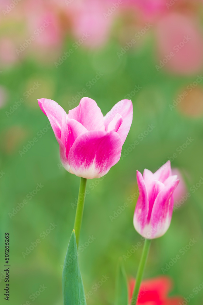 Pink and white tulip flowers on blurred green and red background, with selective focus Pink and white tulip flowers on blurred green and red background, with selective focus