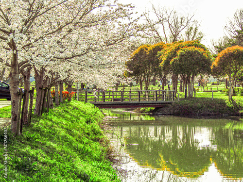 木 川 風景 花 さくら サクラ 桜 自然