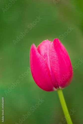 Pink tulip flowers on blurred, soft, green background, with selective focus