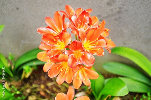 orange dahlia flower