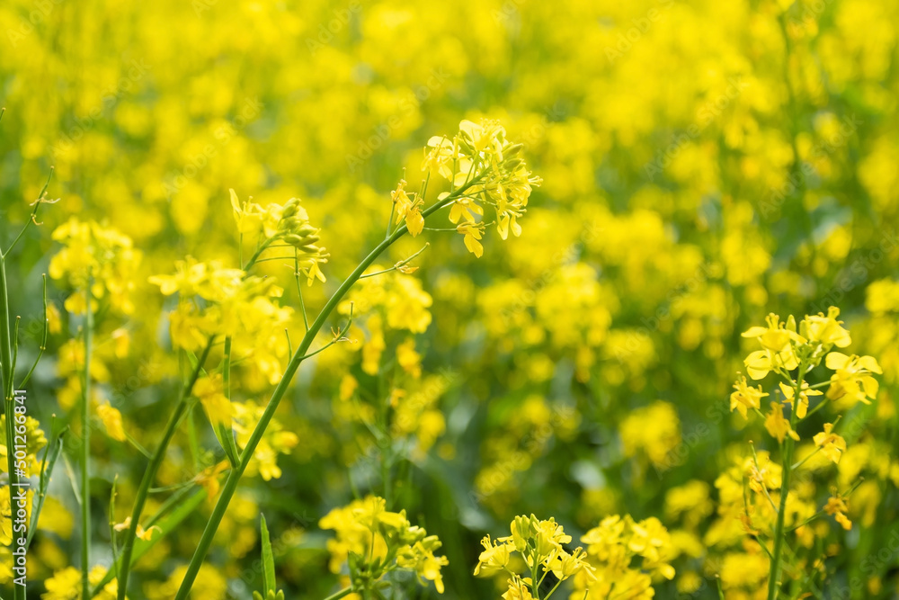 Obraz premium field of rapeseed by the roadside