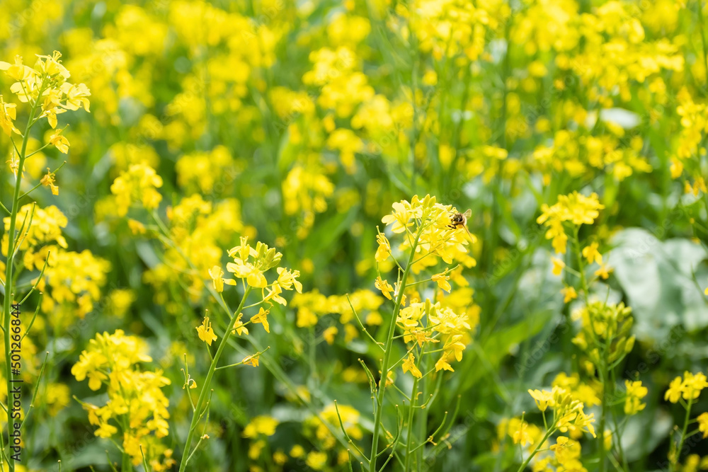 bee on rapeseed field
