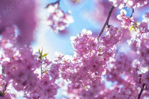 河津桜