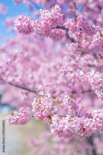 河津桜 © junichi