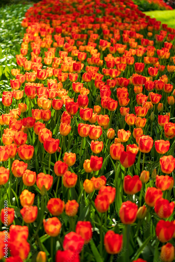 Tulip Garden Spring Flowers