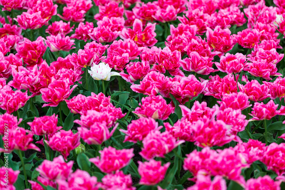 Tulip Garden Spring Flowers