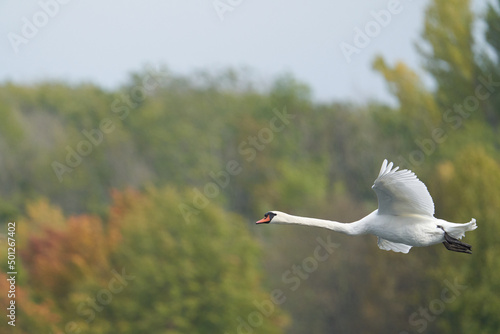 Foto Höckerschwan (Cygnus olor)