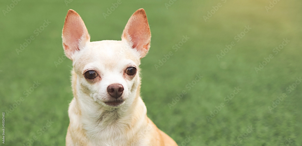 brown chihuahua dog sitting on green grass in morning sunlight.