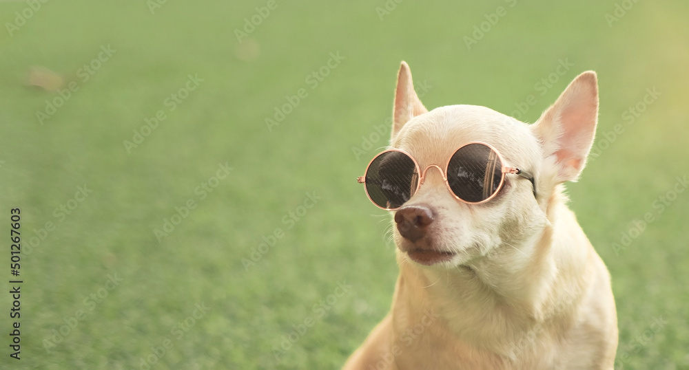brown chihuahua dog wearing sunglasses sitting in green grass in morning sunlight.