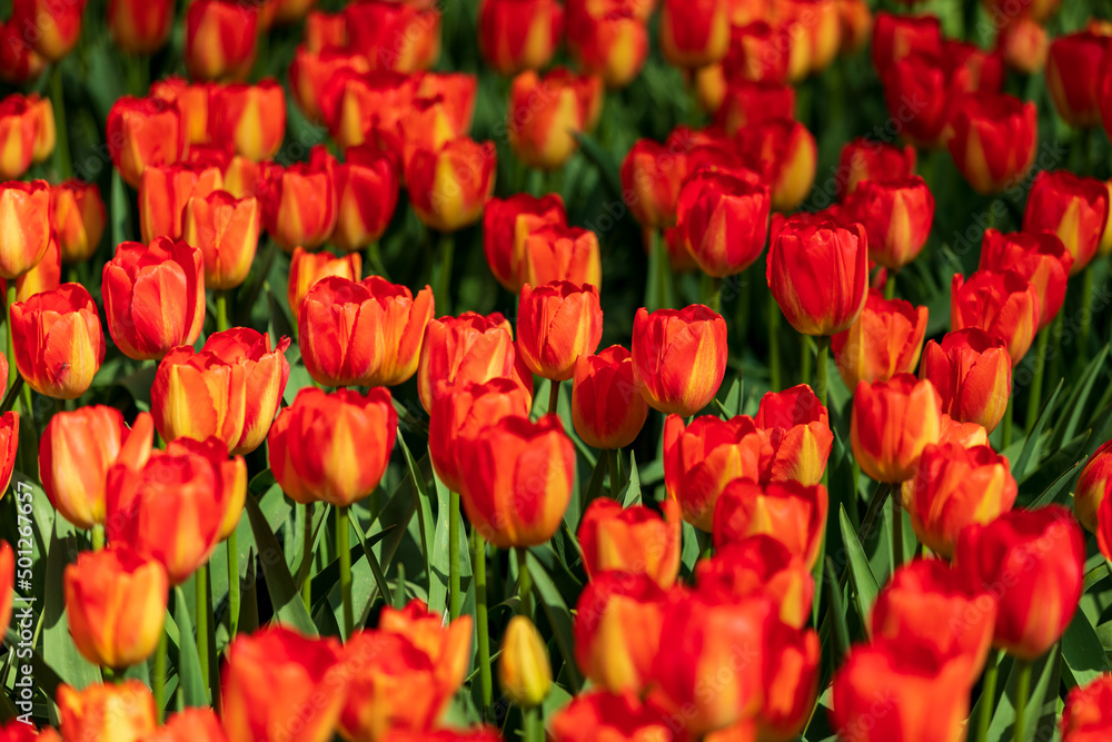 Tulip Garden Spring Flowers Tulip Garden Spring Flowers