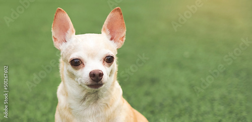 brown chihuahua dog sitting on green grass in morning sunlight.