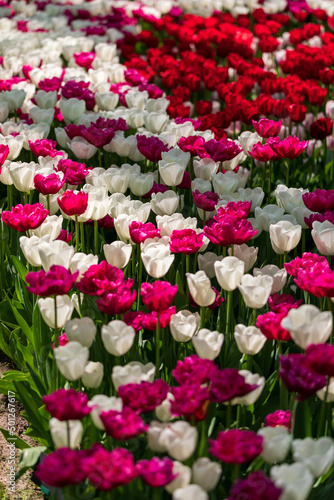 Tulip Garden Spring Flowers