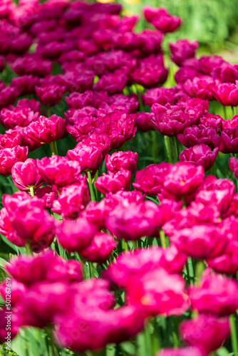 Tulip Garden Spring Flowers
