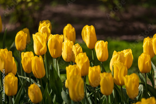 Tulip Garden Spring Flowers