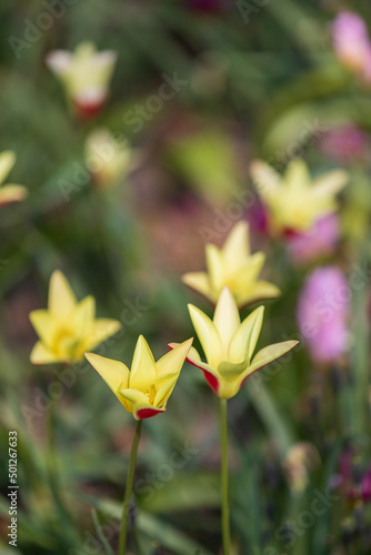 Tulip Garden Spring Flowers