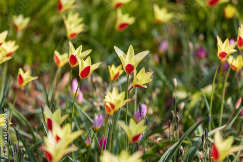 Tulip Garden Spring Flowers