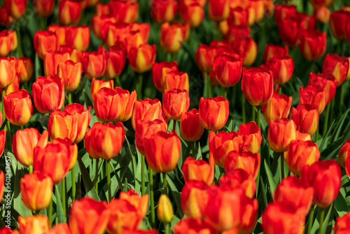 Tulip Garden Spring Flowers