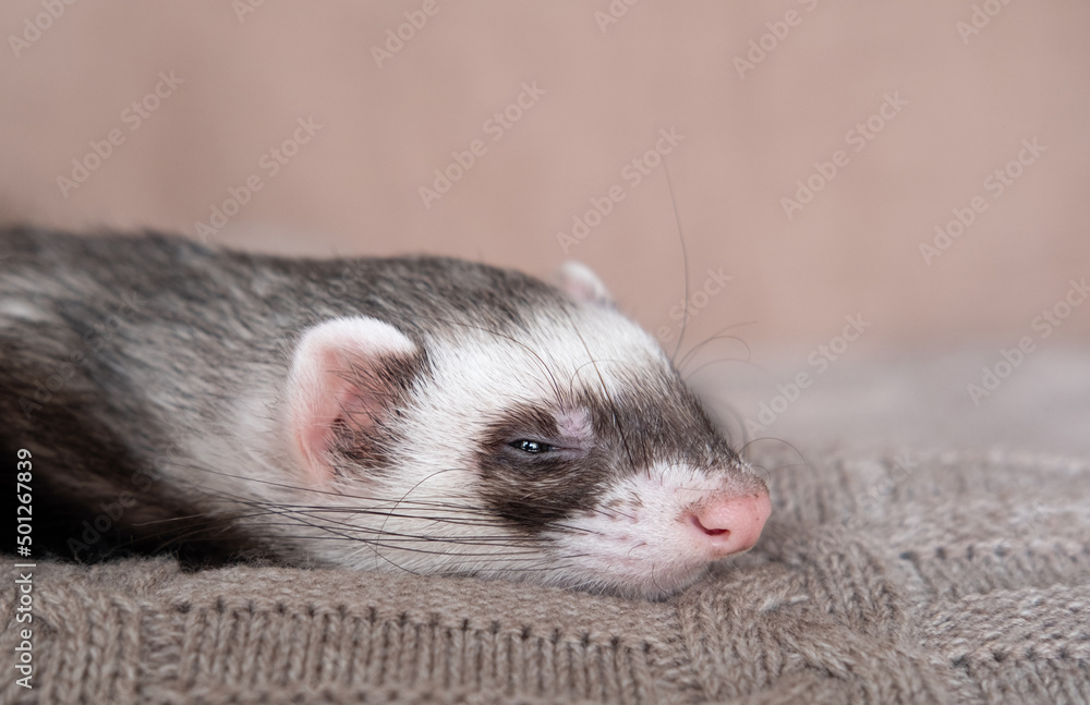 Gray-black sable ferret Domestic ferret concept. Exotic pet care concept. Isolated on background Gray-black sable ferret Domestic ferret concept. Exotic pet care concept. Isolated on background