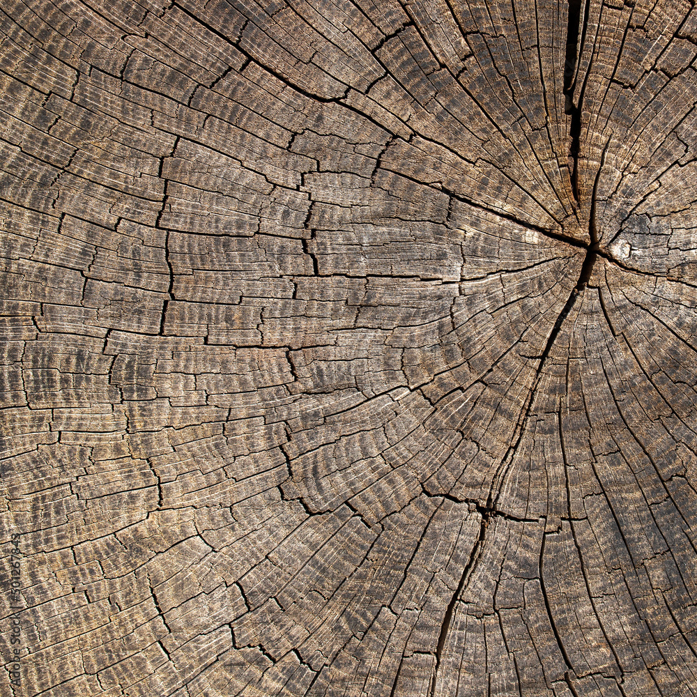 Fototapeta premium cross section of tree wood trunk - wooden background