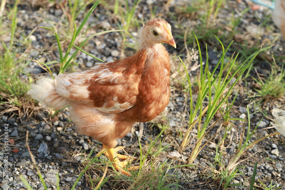 Fototapeta premium 産まれて1か月なんですよ