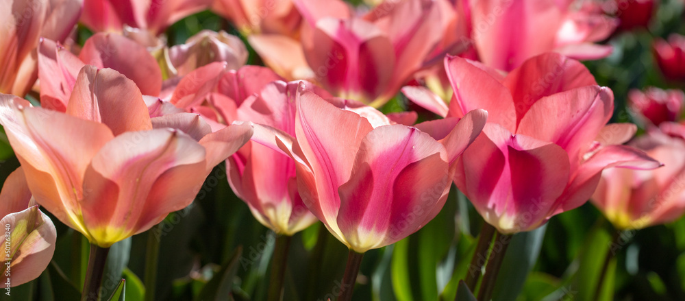 close-up photo of pink tulips flowers under sun light in the garden close-up photo of pink tulips flowers under sun light in the garden