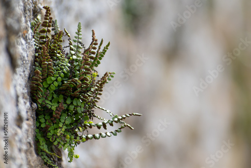 Asplenium trichomanes, maidenhair spleenwort growing on a stone wall photo