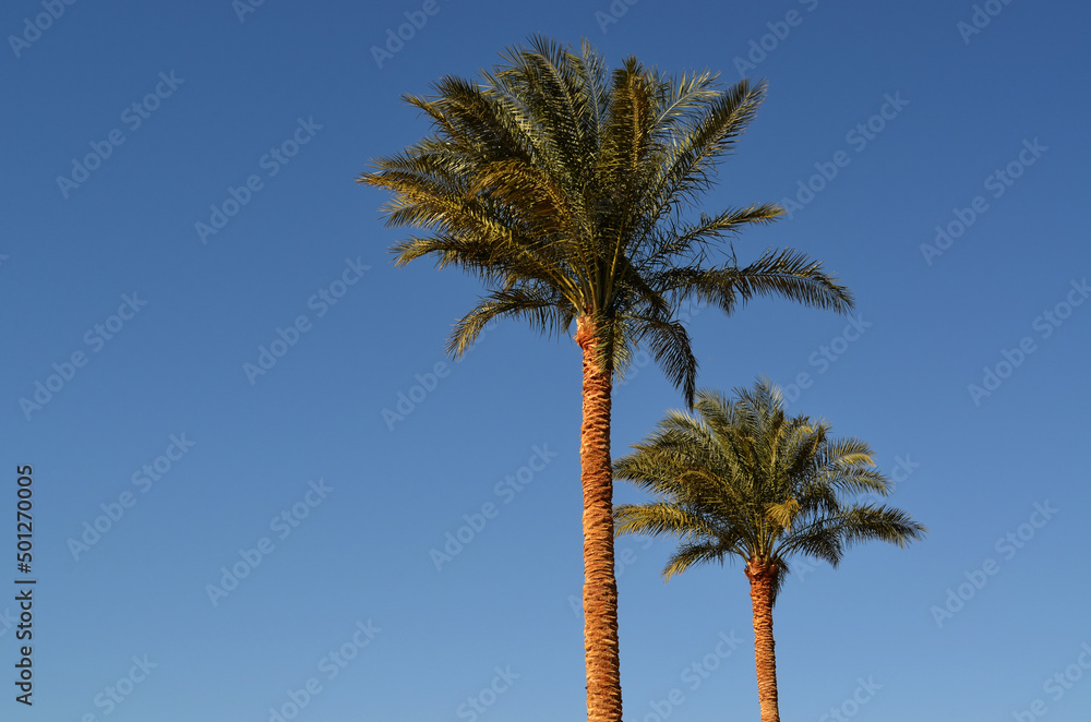 Palm trees in the sky background