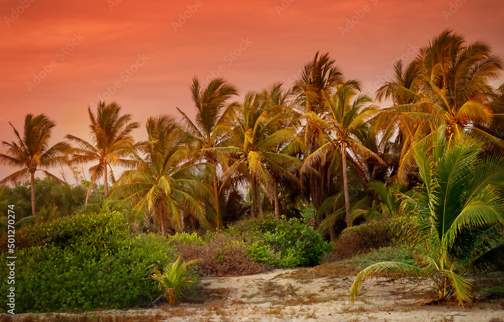 Obraz premium Beautiful paradise coconut palm tree at sunset time - Holiday Vacation concept