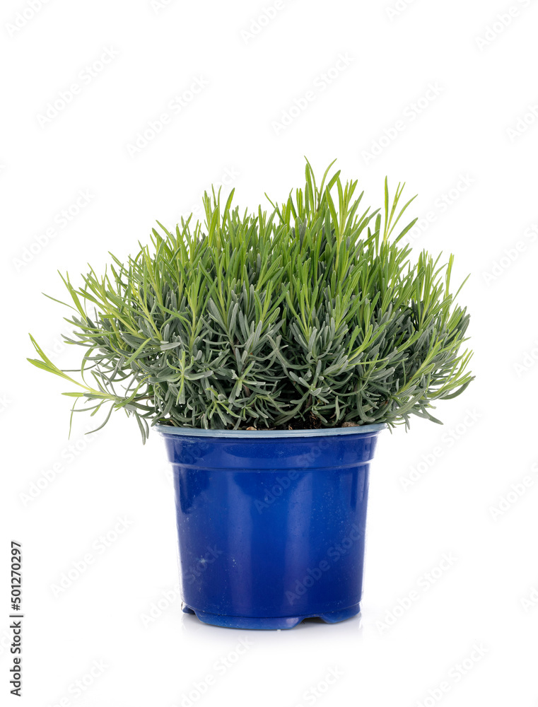 Lavandula in studio Lavandula in studio