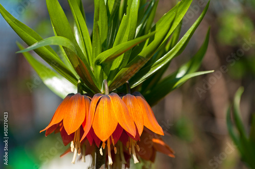 Blooming crown imperial photo