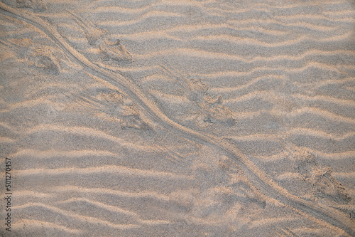 Fine beach sand in the summer sun, pattern, background. With crocodile footprint