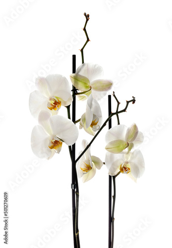 Phalaenopsis in studio