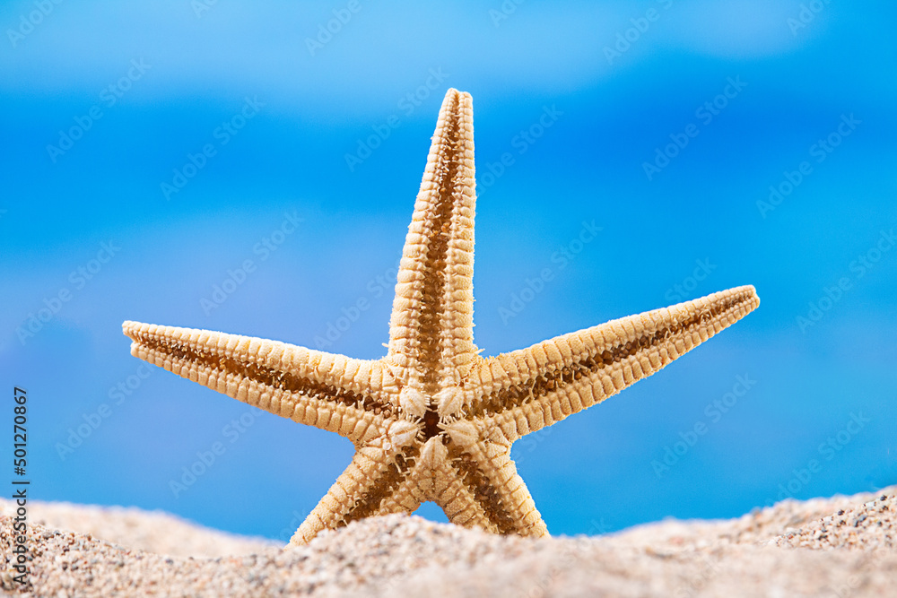 Starfish stands on sand on beach, behind sea. Vacation, beach, travel concept. Copy space Starfish stands on sand on beach, behind sea. Vacation, beach, travel concept. Copy space