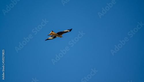 closeup of a wild red kite  Milvus milvus  looking down   flying in a deep blue sky