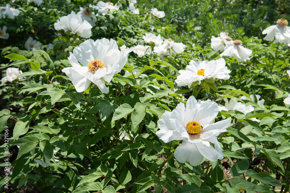 Obraz premium Close-up of beautiful white peony flowers in the park