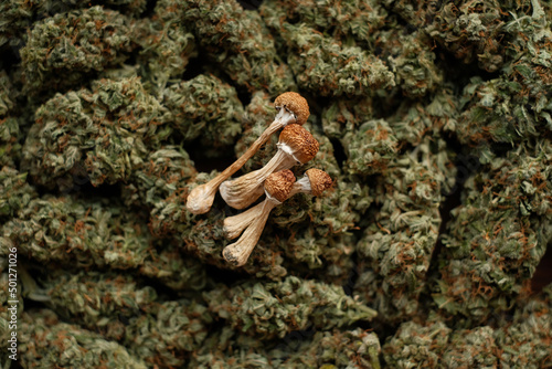 Dried Psilocybin mushrooms on the background of cannabis buds. Natural recreational drug