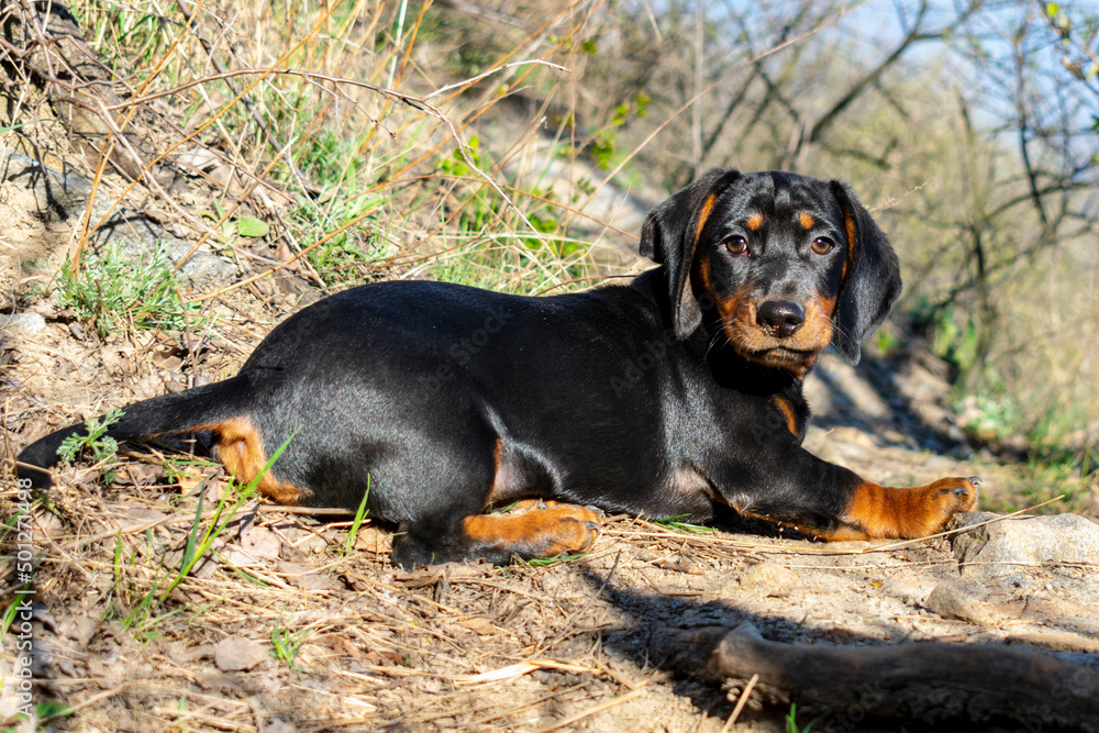 Portrait of a dachshund puppy against the background of nature.