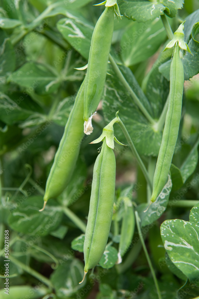 Fototapeta premium close up of green fresh peas and pea pods. 