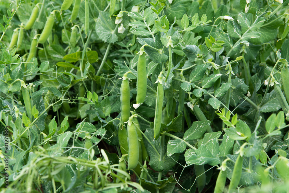 Green peas grow in the vegetable garden. Green peas grow in the vegetable garden.