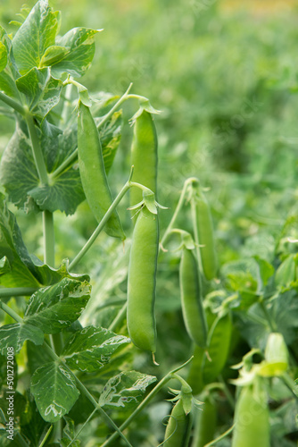 Green peas grow in the vegetable garden. 