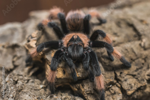 spider tarantula adult brahypelma emilia