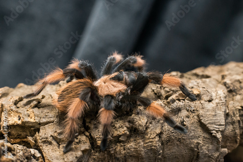 spider tarantula adult brahypelma emilia
