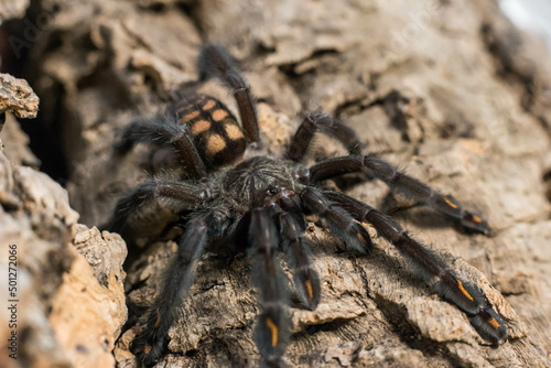 spider tarantula adult psalmopeus irminia