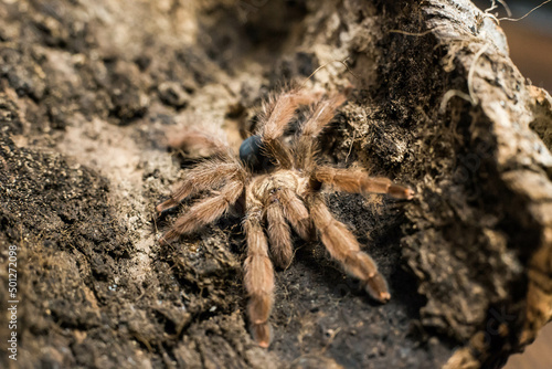 spider tarantula adult