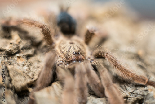spider tarantula adult  psalmopeus cambridgei
