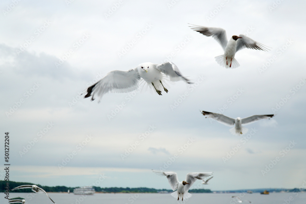 Seagulls fly over the river. Close-up Seagulls fly over the river. Close-up