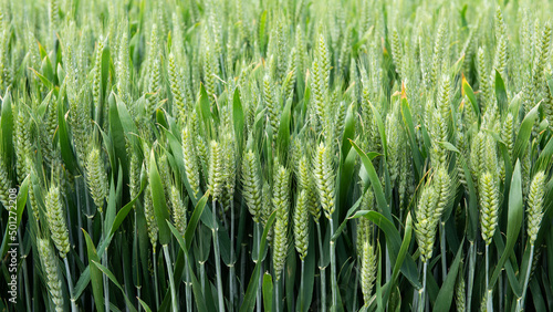 Fotografie Field of green spring wheat