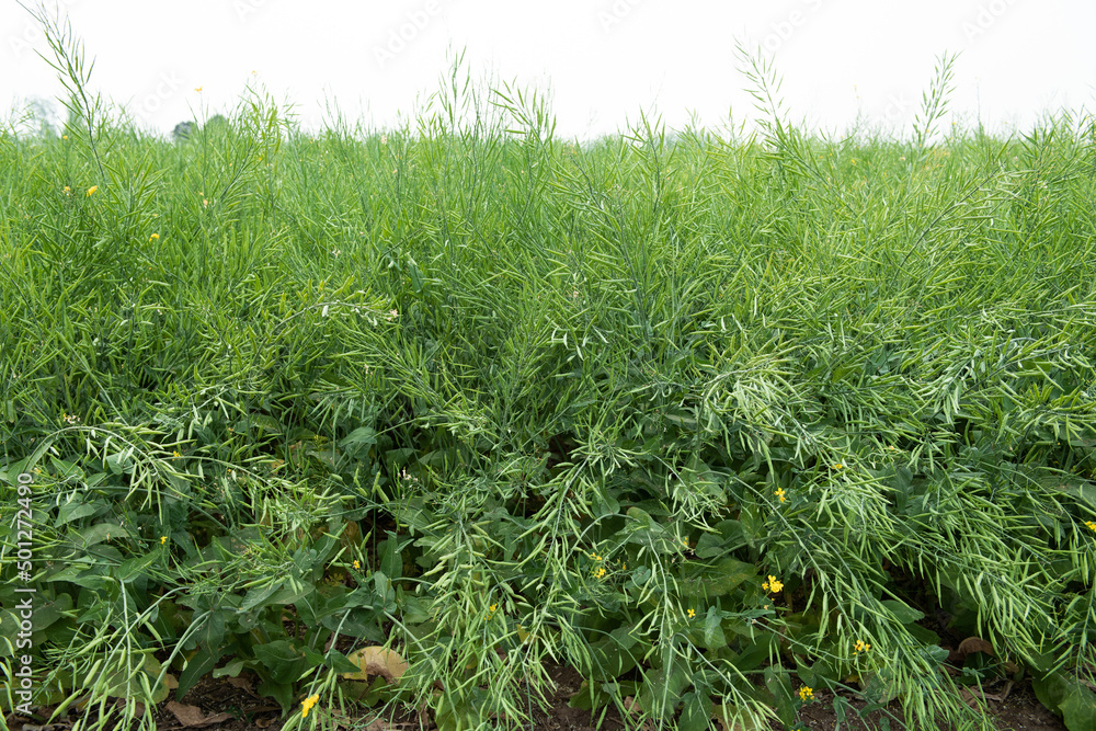 Rapeseed seed pods, Stems of rapeseed, Green Rapeseed field Rapeseed seed pods, Stems of rapeseed, Green Rapeseed field
