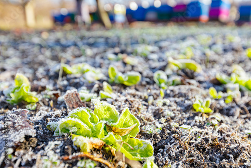 Young green salad grows in the garden covered with frost